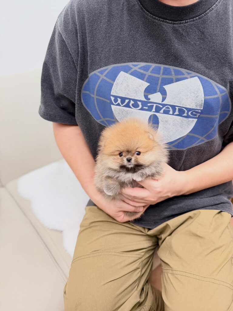 Charlie male Pomeranian puppy available at Lisa Teacup Puppies