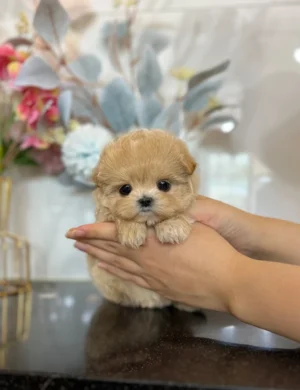 SIMBA