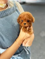 SIMBA