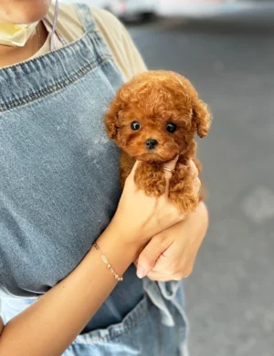 SIMBA
