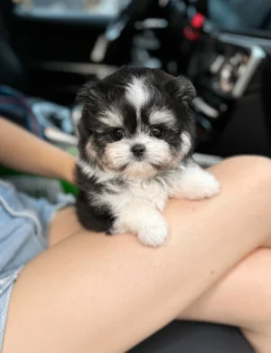 NALA