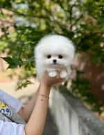BENNY